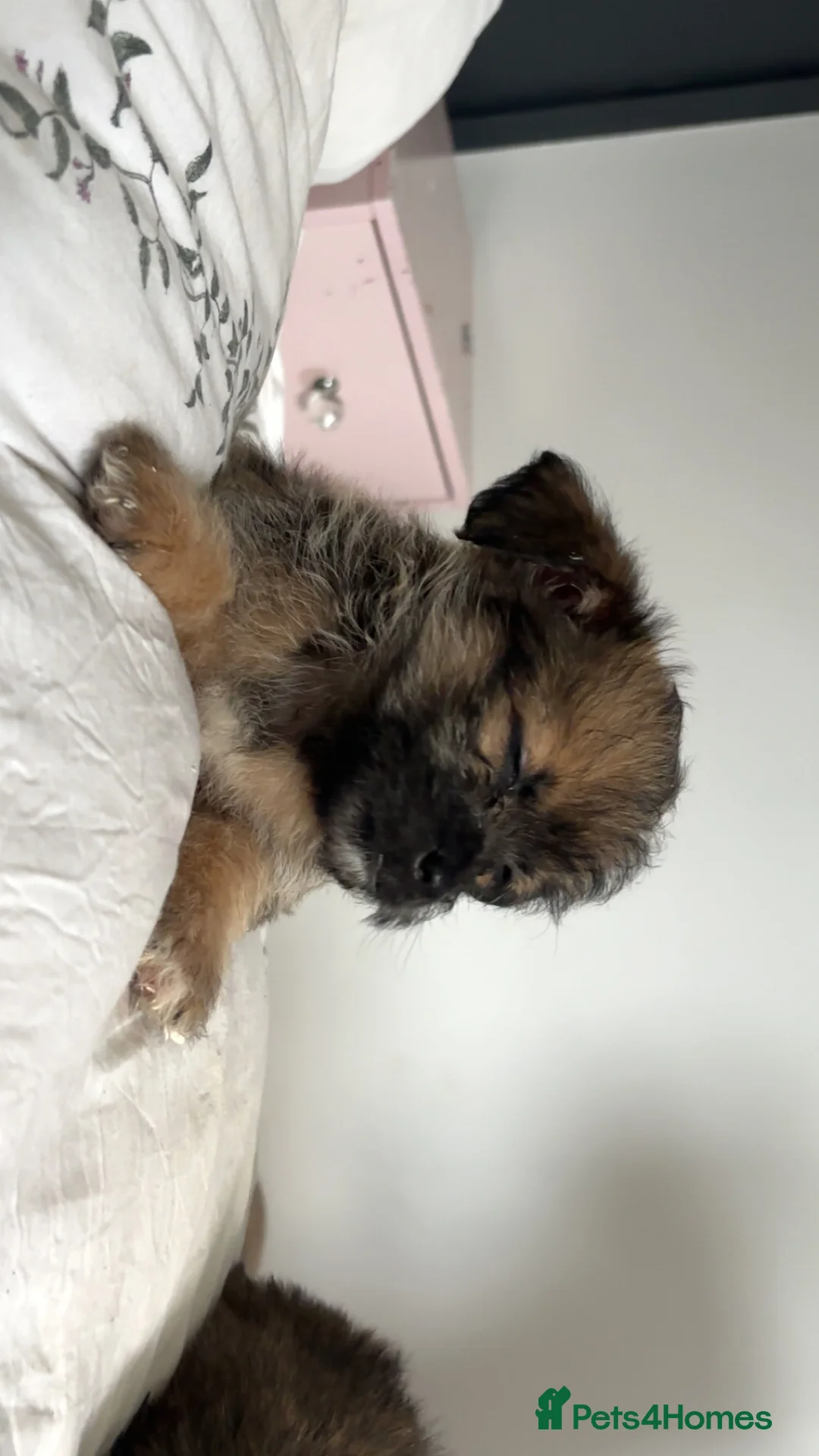 Shihpoo dogs for sale: Shihpoos  - Advert 2