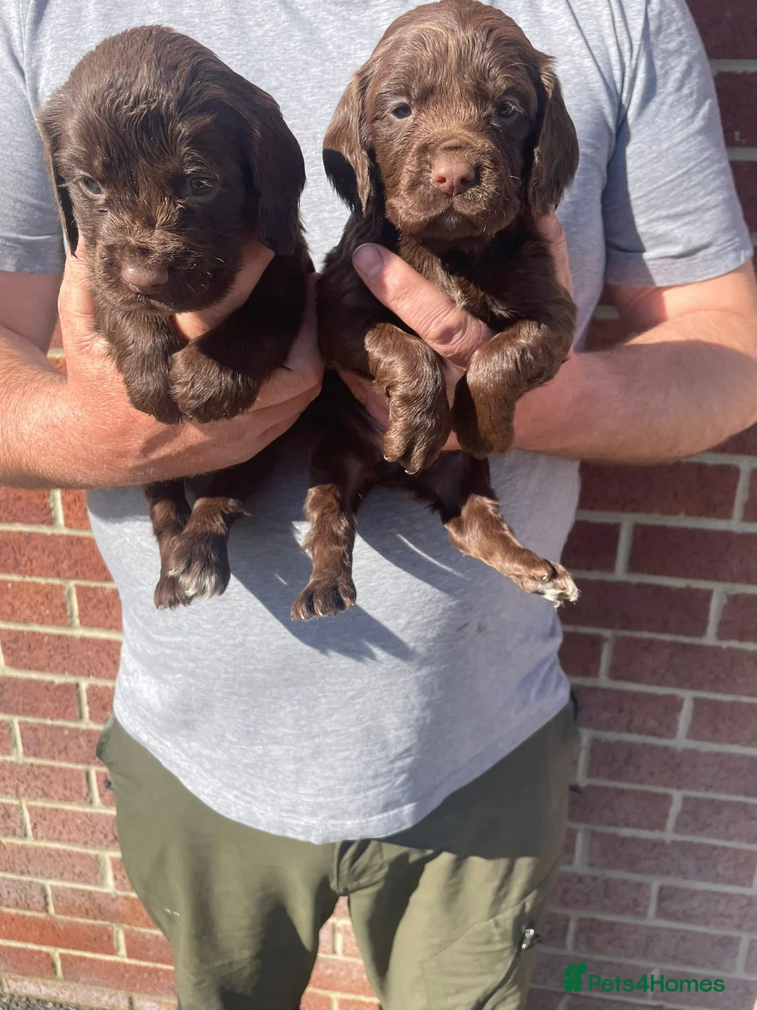 Cocker Spaniel dogs for sale: DNA tested cocker spaniels - Advert 11