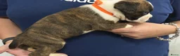 Boxer dogs for sale: Kc reg Boxer puppies  - Advert 3