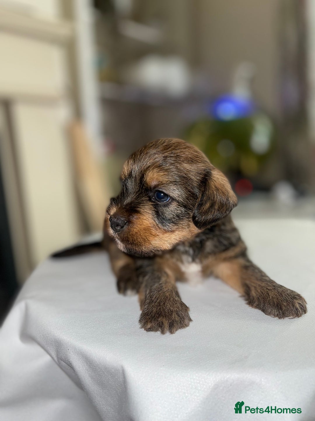 Mixed Breed dogs for sale: Adorable puppies - Image 8
