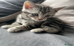 American Shorthair cats for sale: Three beautiful Kittens  - Image 8