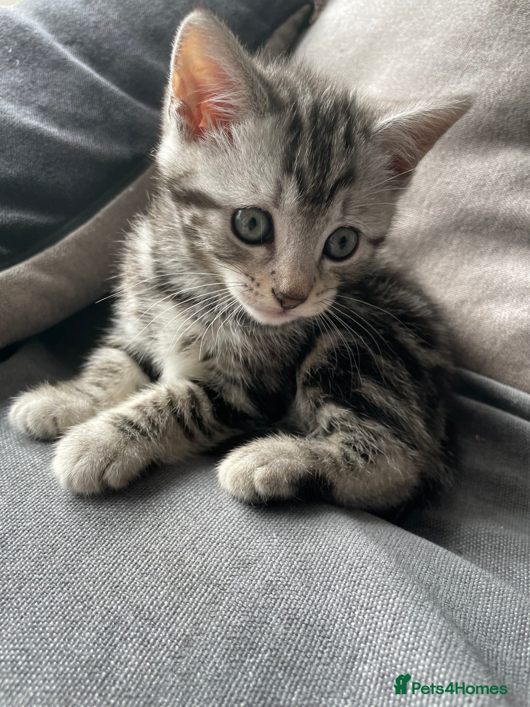 American Shorthair cats for sale: Three beautiful Kittens  - Image 8