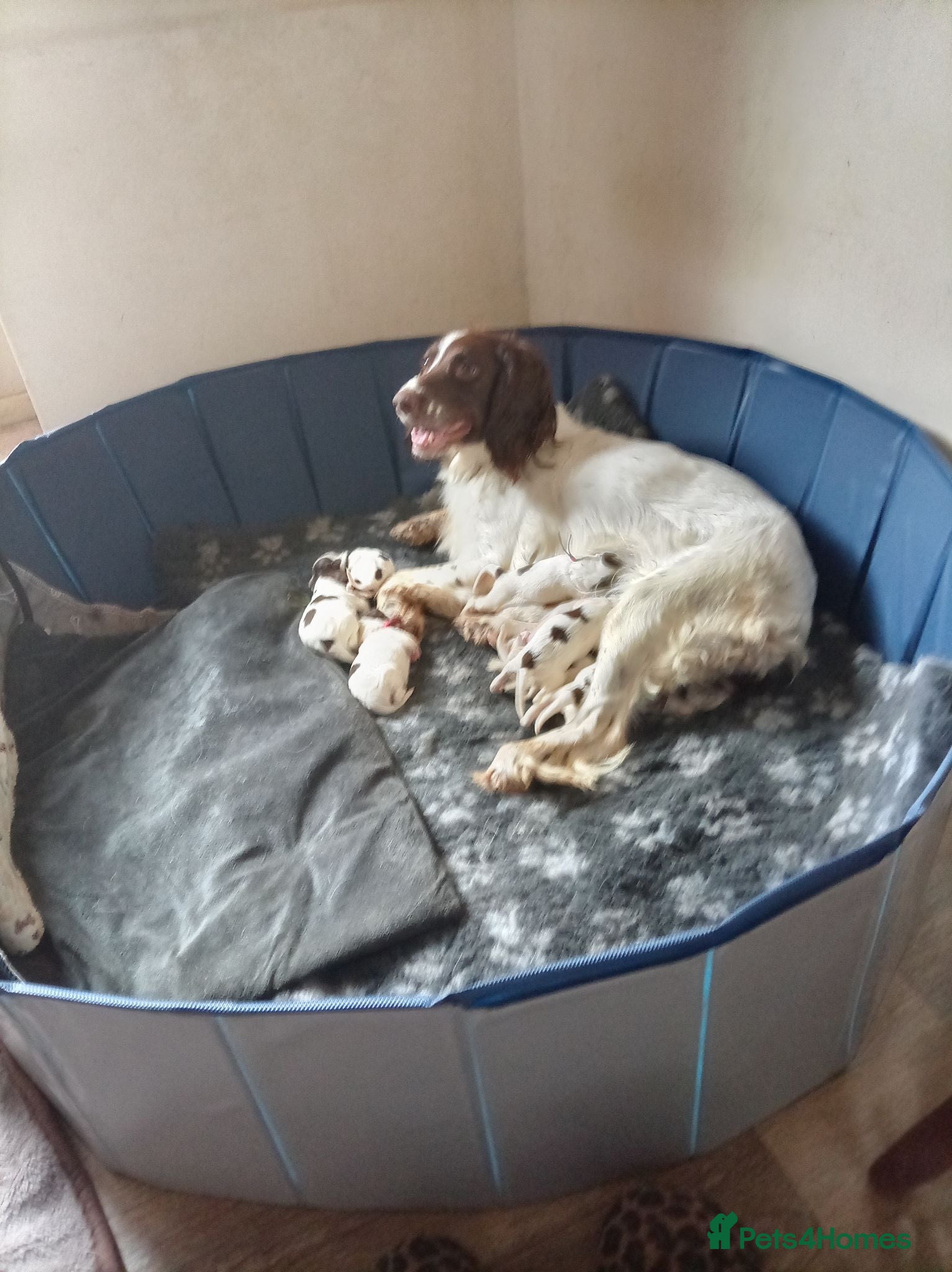 English Springer Spaniel dogs Ready now english Springer spaniels - Advert 1