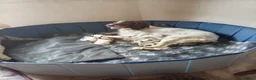 English Springer Spaniel dogs for sale: Ready now english Springer spaniels - Advert 1