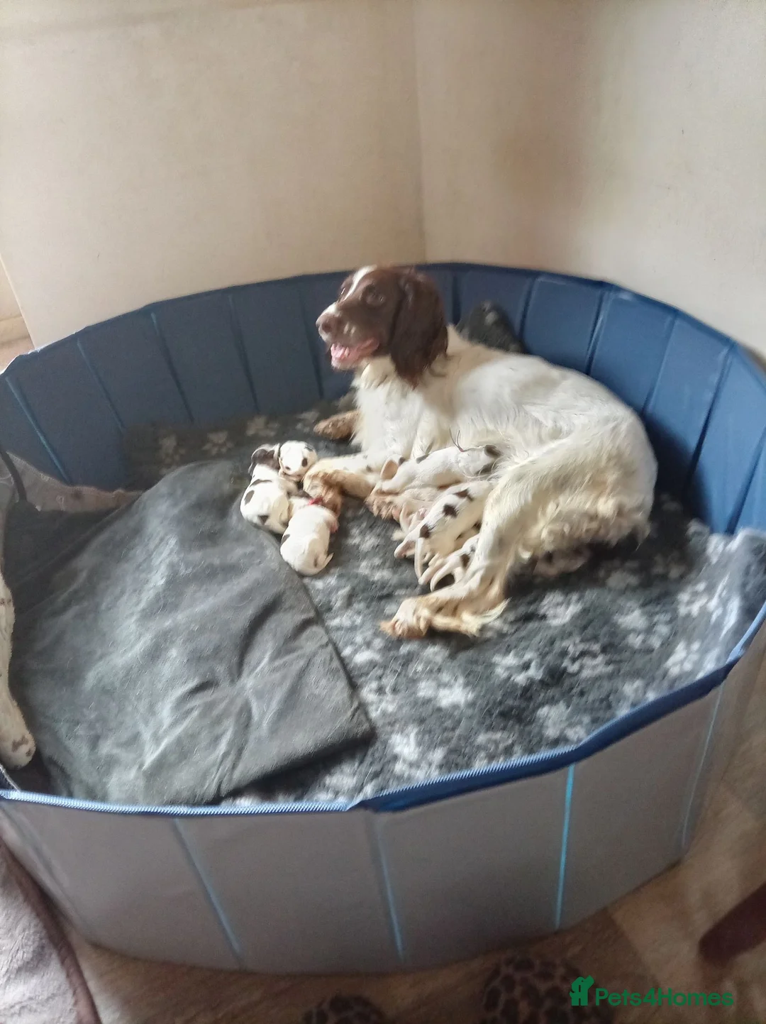English Springer Spaniel dogs for sale: Ready now english Springer spaniels - Advert 1