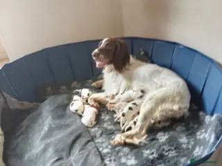 English Springer Spaniel dogs for sale: Ready now english Springer spaniels - Advert 1