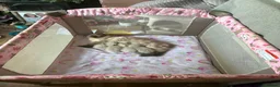Ragdoll cats for sale: Male Ragdoll Kittens Ready Now - 2 Remaining  - Advert 16