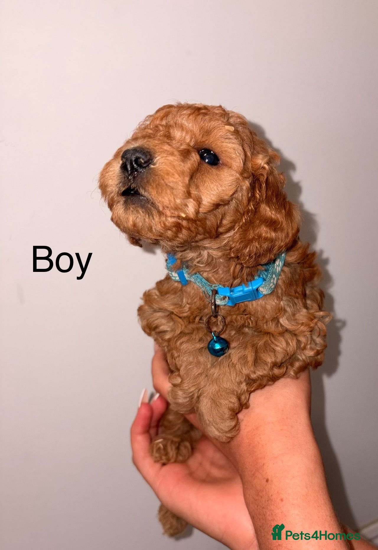 Cockapoo dogs Cockapoo puppies  - Advert 2
