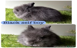 Lionhead rabbits for sale: Stunning double mained lionheads ready now  - Image 3