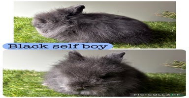 Lionhead rabbits - Advert 1