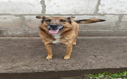 Mixed Breed dogs for adoption: 💖🐶 LARA 🐶💖 - Image 18