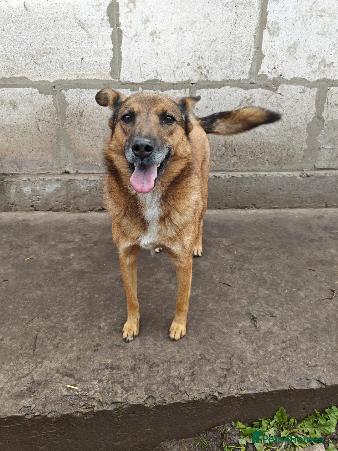 Mixed Breed dogs for adoption: 💖🐶 LARA 🐶💖 - Image 18