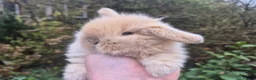 Mini Lop rabbits for sale: 🧡STUNNING TEDDYWIDDER X MINI LOP BABIES 🧡 - Advert 18