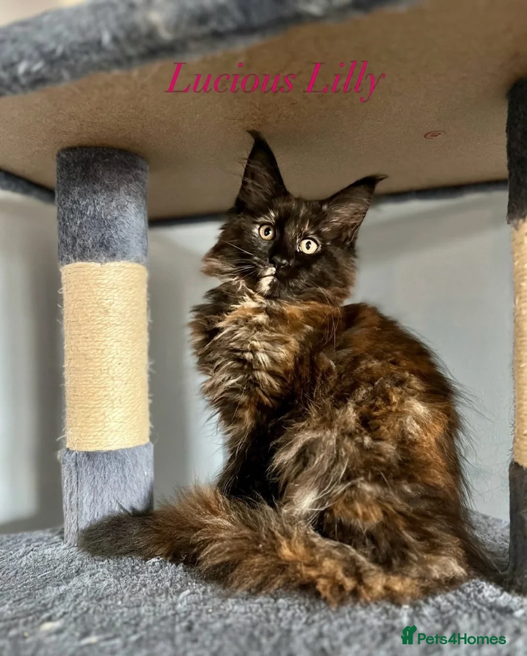 Maine Coon cats for sale: Beautiful Tica Maine Coon babies  - Advert 2