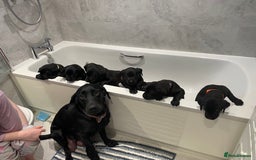 Labrador Retriever dogs for sale: Handsome Reggie needs forever family - Image 14