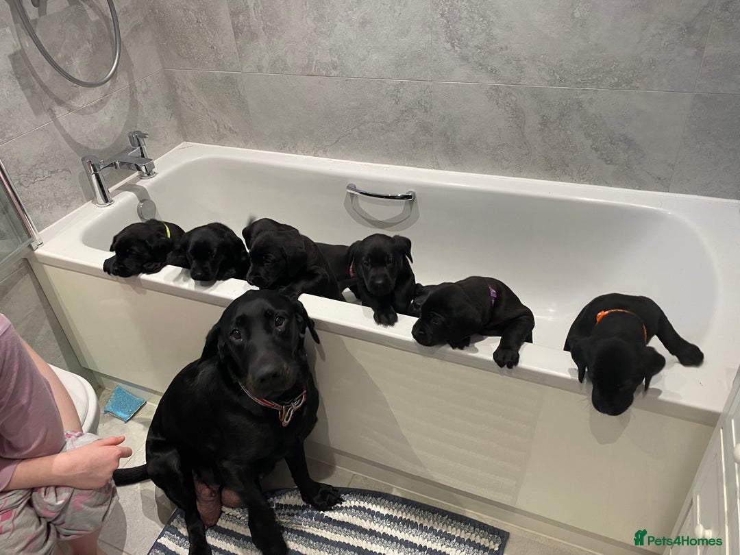 Labrador Retriever dogs for sale: Handsome Reggie needs forever family - Image 14