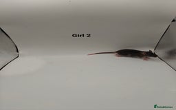 Rat rodents for sale: NOV: 18 Rats For Sale - Advert 8