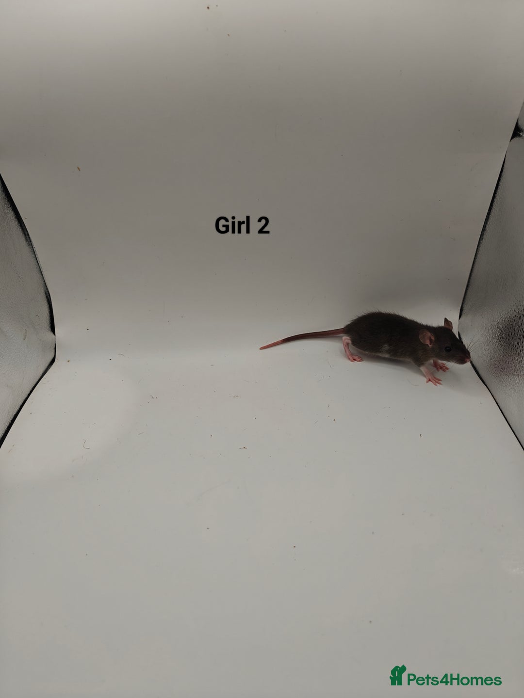 Rat rodents for sale: NOV: 18 Rats For Sale - Advert 8