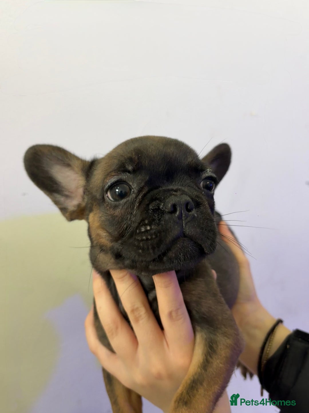 French Bulldog dogs for sale: French bulldogs🐶 - Advert 3