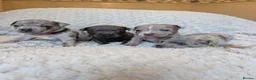 Staffordshire Bull Terrier dogs for sale: Merle and blue Staffordshire bull terrier puppies  in Bath - Advert 15