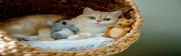 British Shorthair cats for sale: Show Quality British Shorthair Kittens - Advert 13