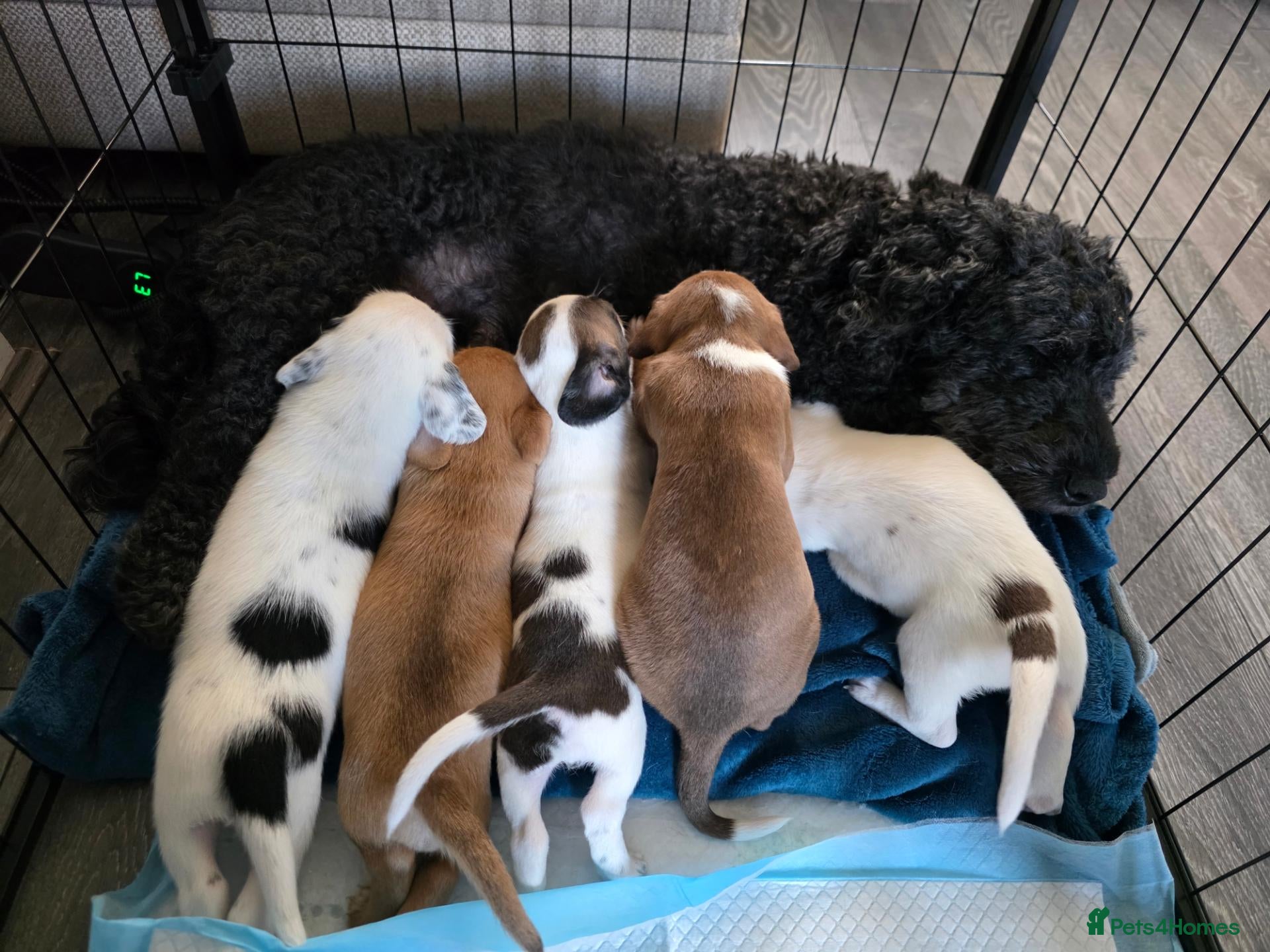 Mixed Breed dogs Beautiful Staffordshire Bull Terrier cross puppies - Advert 7