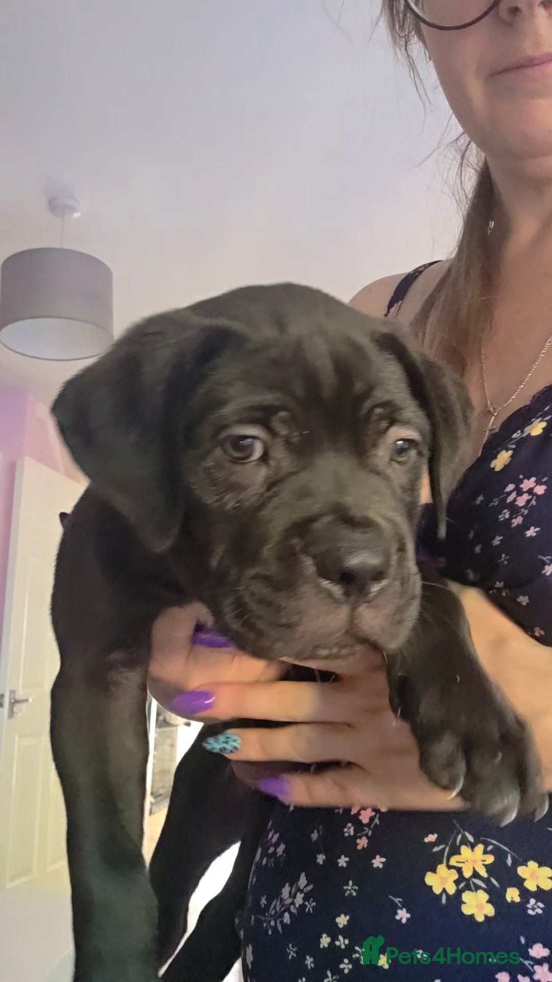 Cane Corso dogs NEW POST - Cane Corso Puppies  - Advert 2