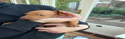 Hungarian Vizsla dogs for sale: 🐾 10 Beautiful Hungarian Vizsla Puppies 🐾 - Advert 12