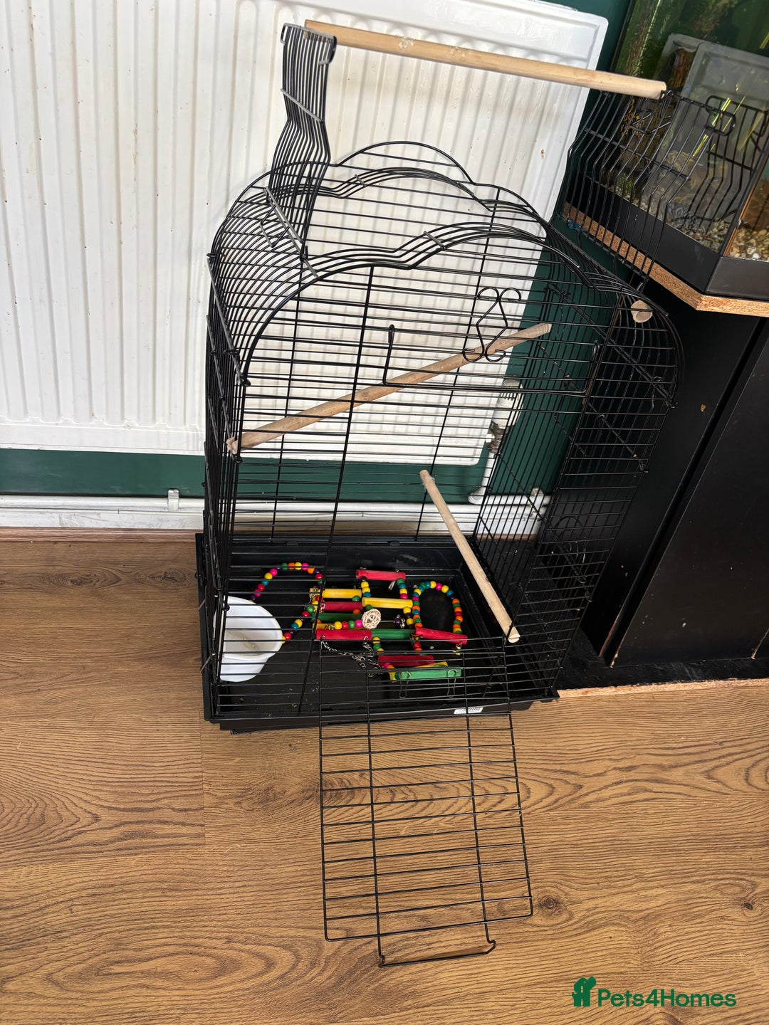 Lovebirds birds for sale: Pair of love birds with a large love bird cage  - Advert 2