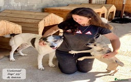 Mixed Breed dogs for adoption: Colonel, 5 yrs approx. Available for adoption  - Image 15