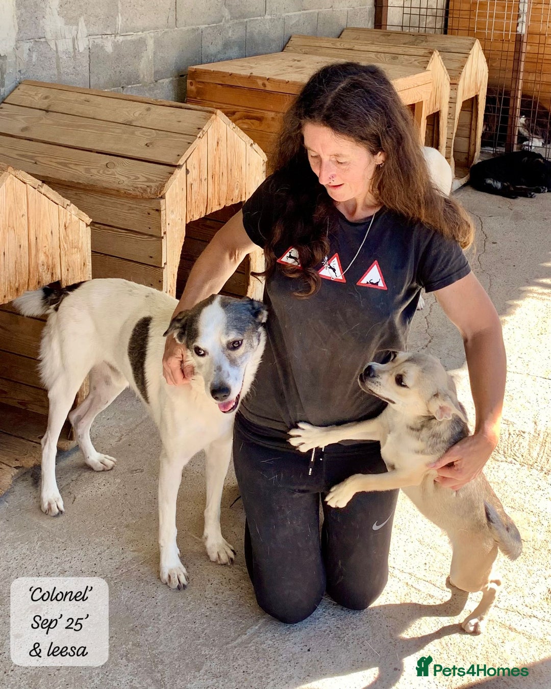 Mixed Breed dogs for adoption: Colonel, 5 yrs approx. Available for adoption  - Image 15