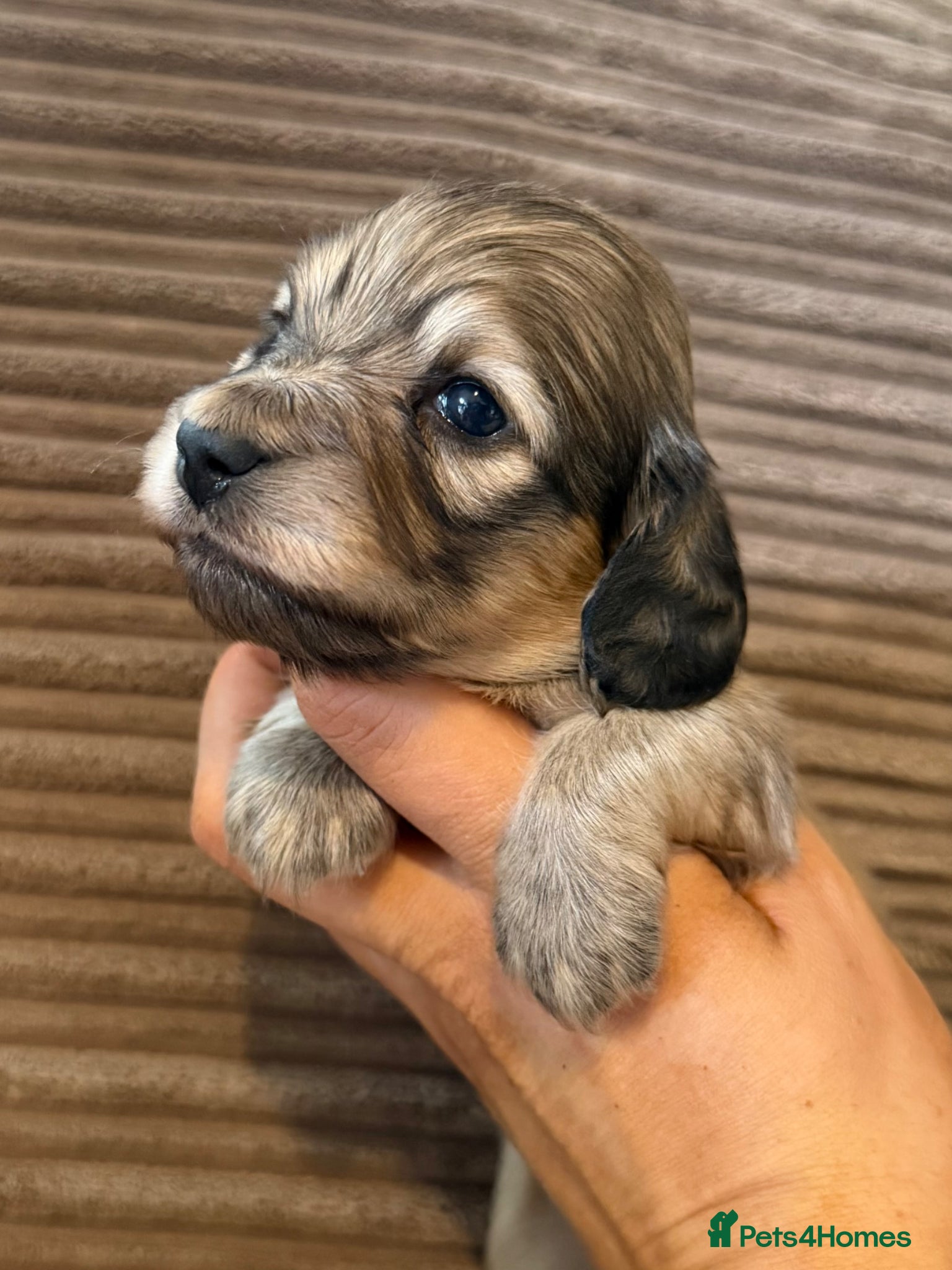 Miniature Dachshund dogs for sale: Miniature longhaired dachshunds  - Advert 8