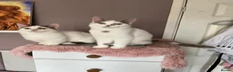 Munchkin cats for sale: Super short legs Munchkin kittens  - Advert 7