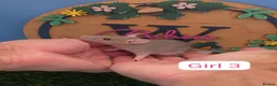 Rat rodents for sale: Baby Dwarf Rats Boys Girls  - Advert 9