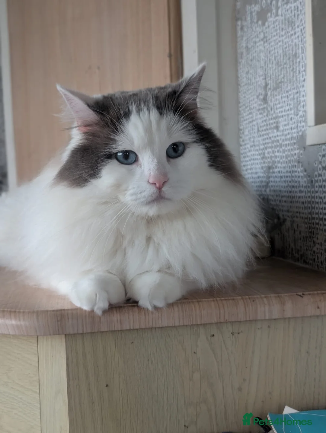 Ragdoll cats for stud: Stunning Blue Ragdoll Stud - Advert 1