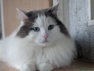 Ragdoll cats Stunning Blue Ragdoll Stud - Advert 4