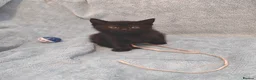 Mixed Breed cats for sale: Beautiful Kittens VIDEOS - Advert 13