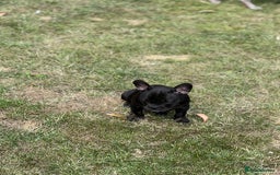 French Bulldog dogs for sale: 4 cute puppies looking for new loving homes - Image 9