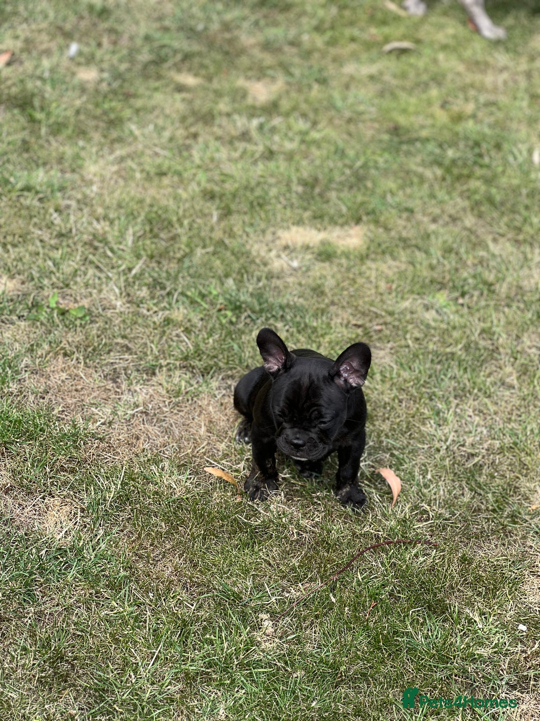 French Bulldog dogs for sale: 4 cute puppies looking for new loving homes - Image 9