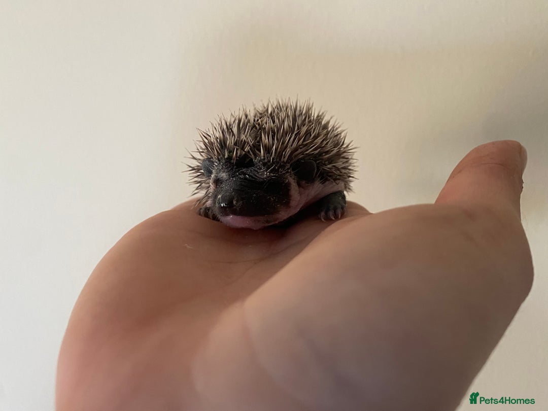 Pygmy Hedgehog rodents for sale: Stunning female hoglets for sale!  - Advert 30