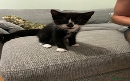 Mixed Breed cats for sale: Three playful kittens in search of forever home. - Image 18