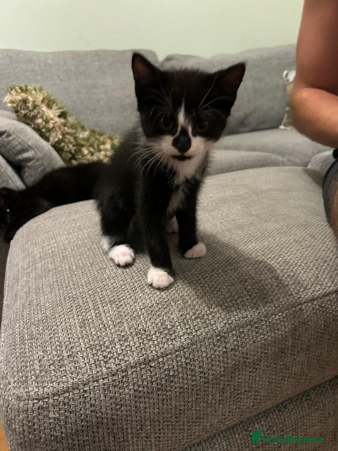 Mixed Breed cats for sale: Three playful kittens in search of forever home. - Image 18