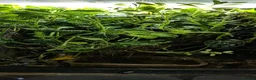 Frog reptiles for sale: Exo Terra Mature Bio Setup Group of 4 tinc Oyapok in Huddersfield - Advert 7