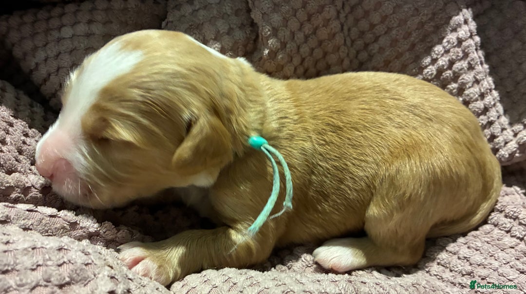 Australian Labradoodle dogs for sale: Australian Labradoodle, exceptional homes only - Advert 6