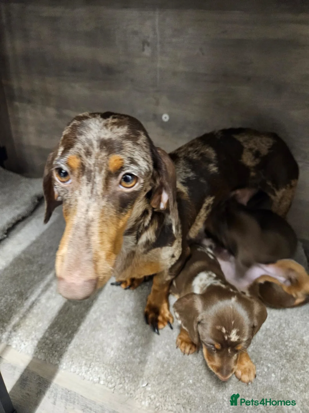 Dachshund dogs for sale: DACHSUND PUPPIES LOOKING FOR NEW HOMES🏠🩷💙 in Bolton - Advert 6