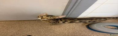 Bengal 5  