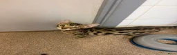Bengal cats for sale: BENGAL in Norwich - Advert 5