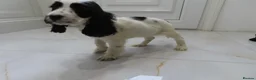 Cocker Spaniel dogs for sale: Cocker spaniel puppies in London - Advert 4