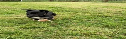 Mixed Breed dogs for sale: Huntaway x Collie - Advert 3