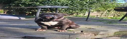 Olde English Bulldogge dogs for sale:  ** , MUST BE THE ONLY PET  in Doncaster - Advert 1